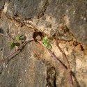 Bramble peg