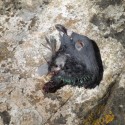 Decapitated pigeon