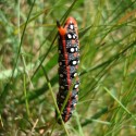 Caterpillar